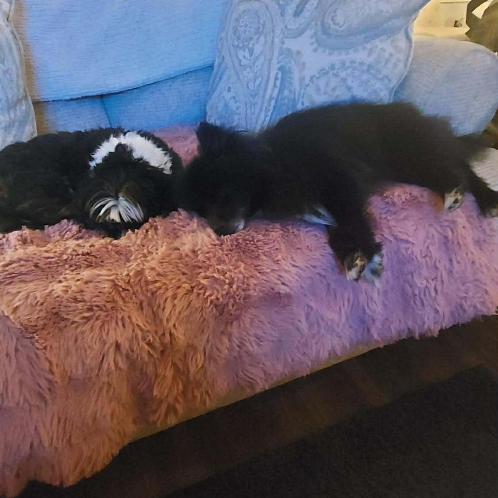 Lobo, a Adoptable Pomeranian in Jarrettsville, MD image 4/6