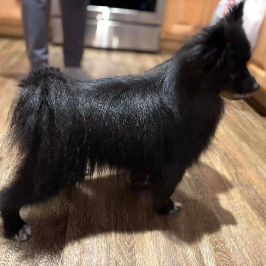 Lobo, a Adoptable Pomeranian in Jarrettsville, MD image 5/6