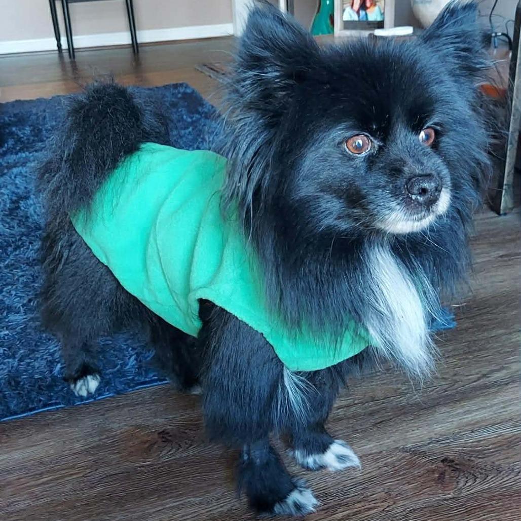 Lobo, a Adoptable Pomeranian in Jarrettsville, MD image 6/6