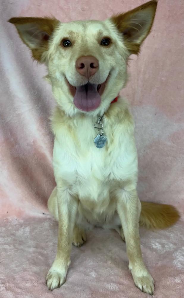 Enlarge Dani, a Adoptable mixed breed in Manhattan, NY image 1/1