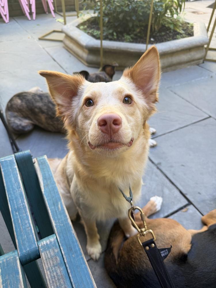 Dani, Adoptable, Puppy Female Shetland Sheepdog / Sheltie & Border Collie.
