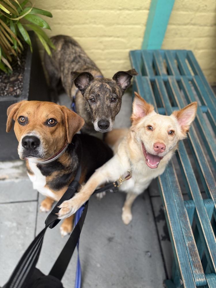 Enlarge Dani, a Adoptable mixed breed in Manhattan, NY image 2/4