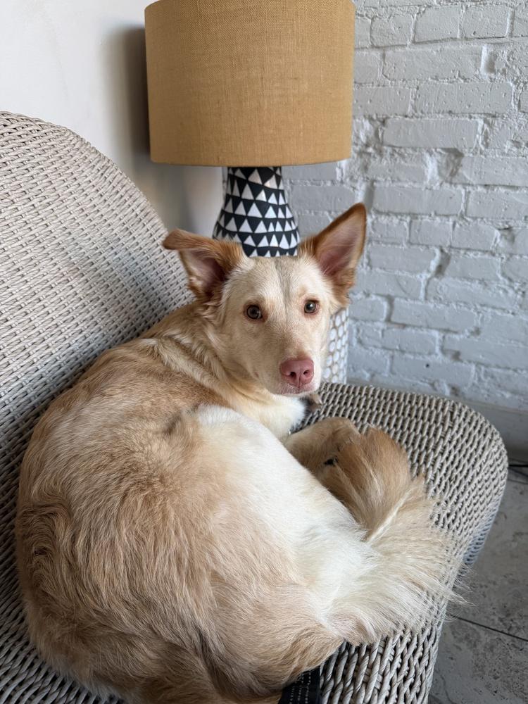 Enlarge Dani, a Adoptable mixed breed in Manhattan, NY image 4/4
