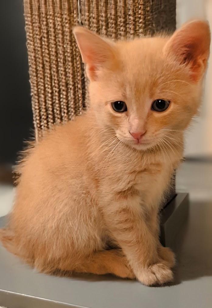 Enlarge Rands, a Adoptable mixed breed in San Antonio, TX image 2/4