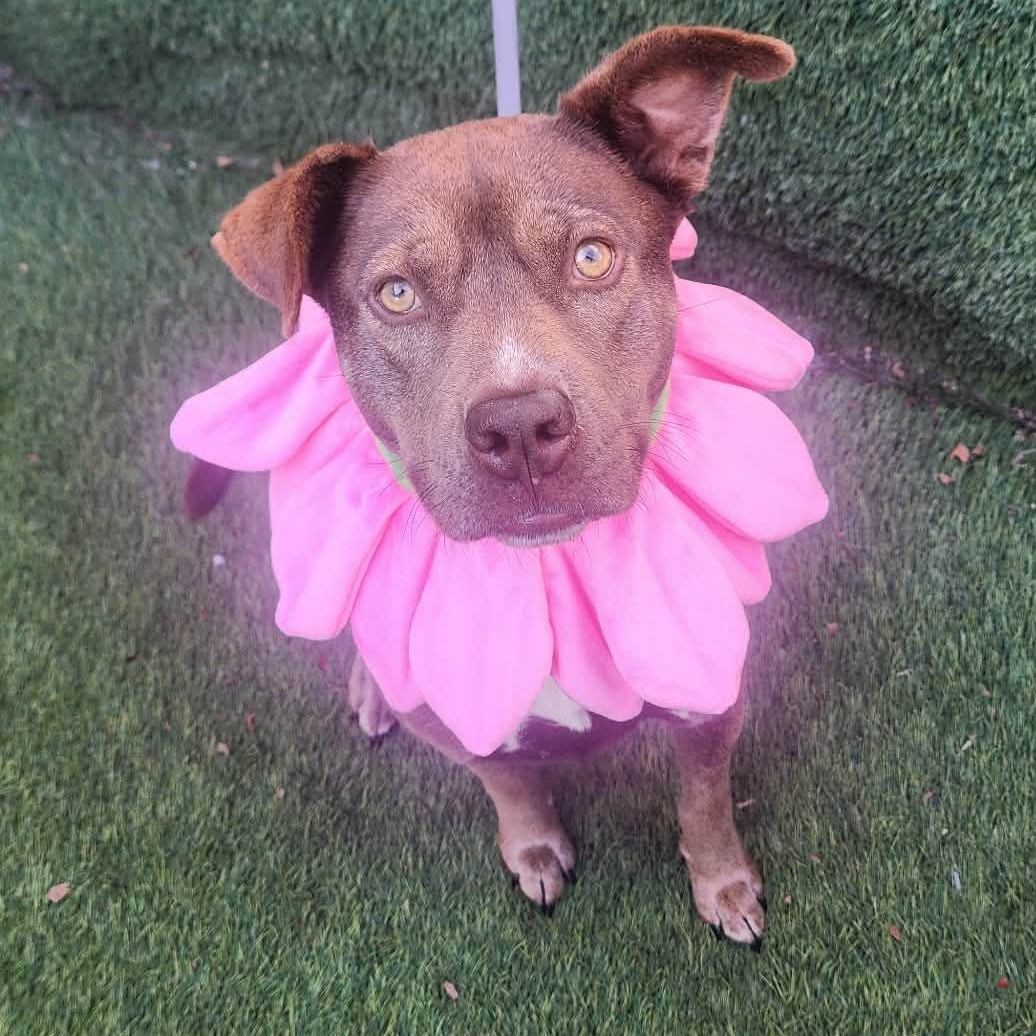 Dove — thumbnail 4