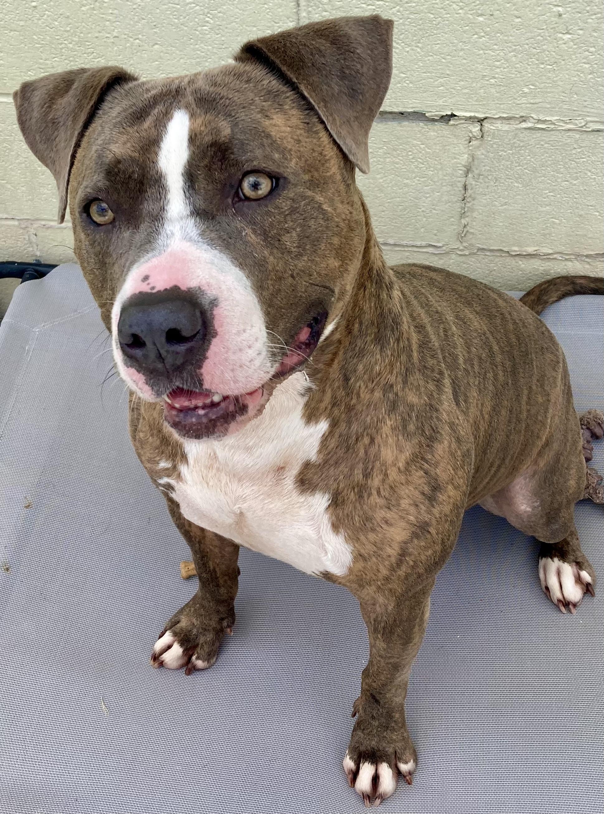 Aries, Adoptable, Adult Male Pit Bull Terrier.