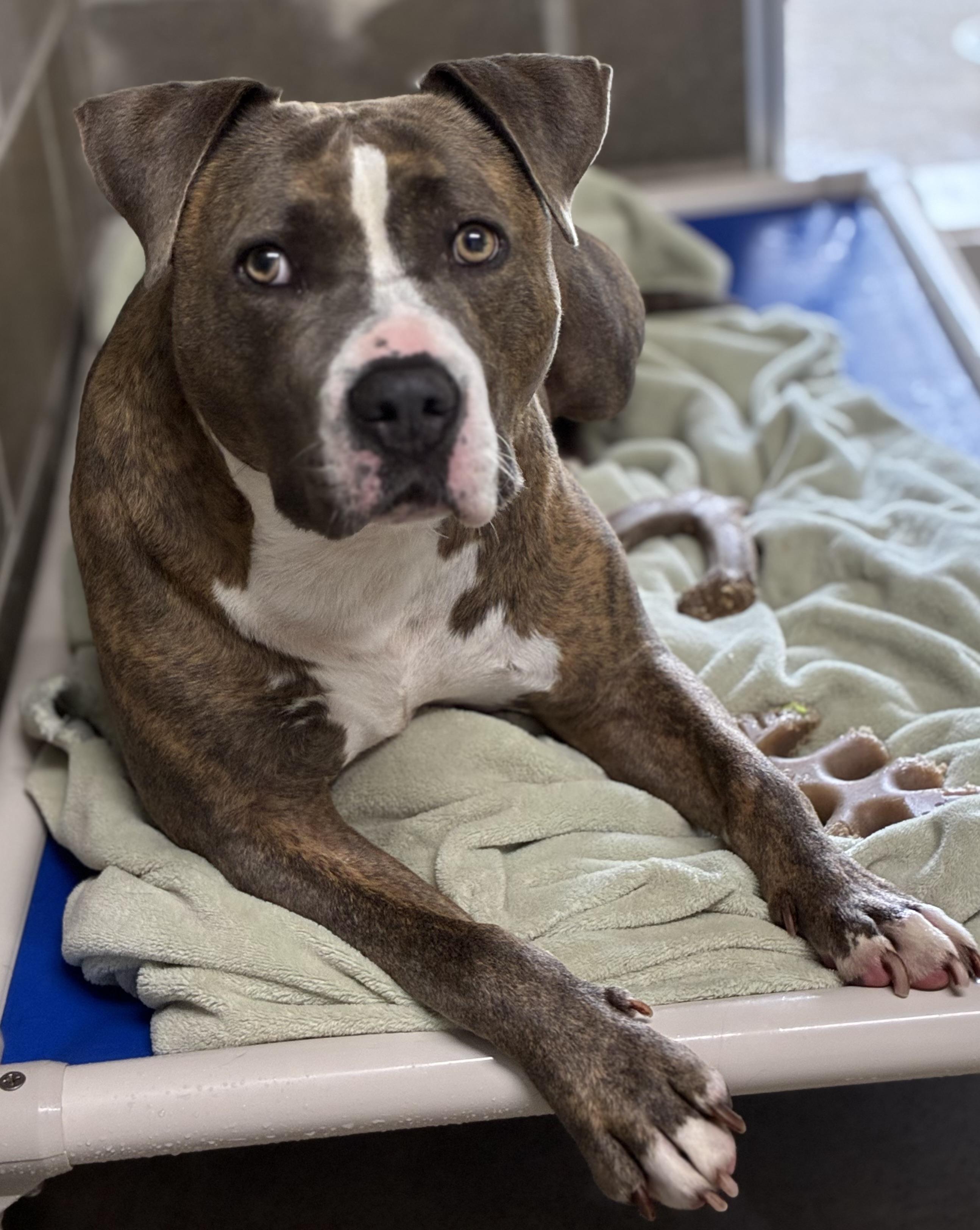 Aries, a Adoptable mixed breed in Sandusky, MI image 6/6