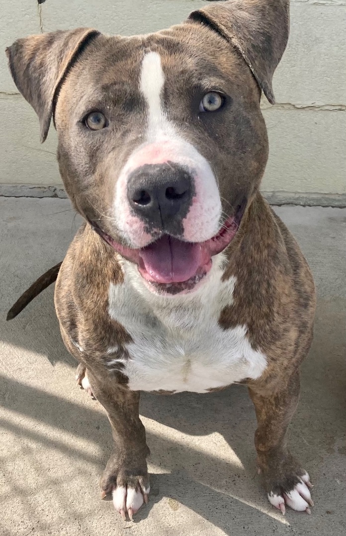 Aries, a Adoptable Pit Bull Terrier image 5/6