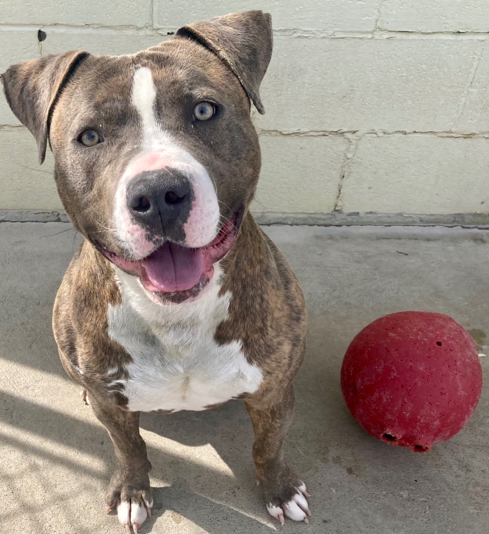 Aries, Adoptable, Adult Male Pit Bull Terrier.