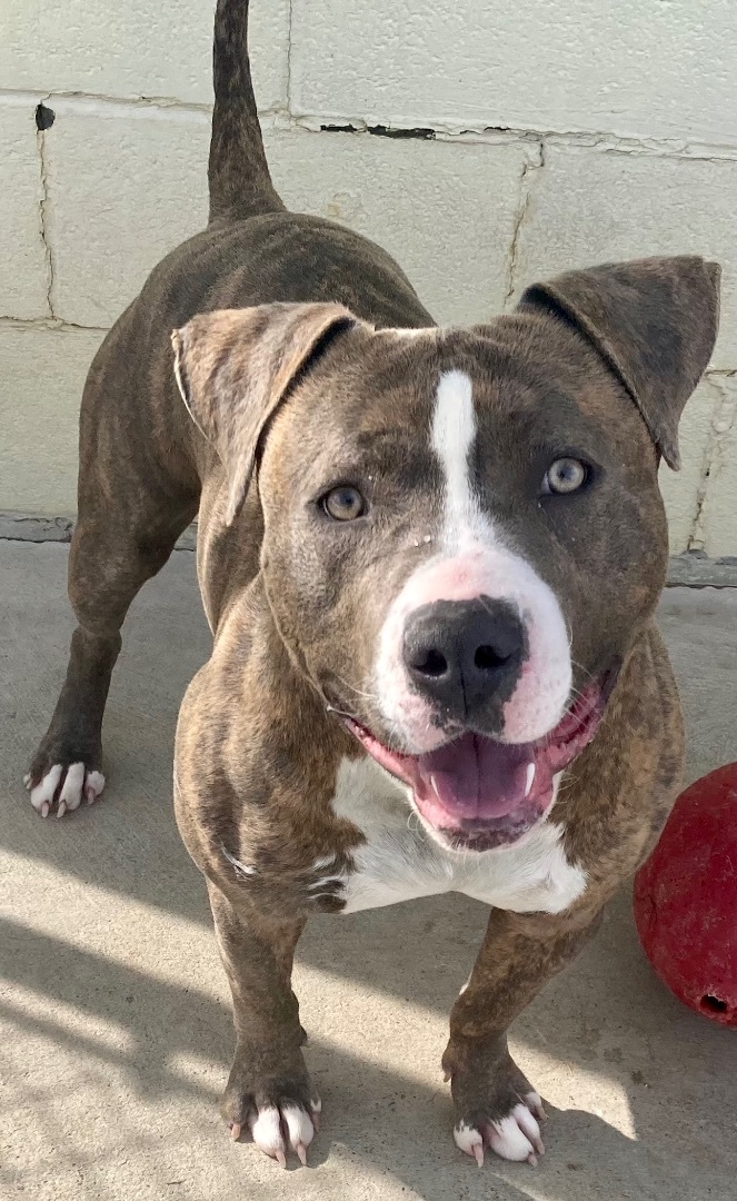 Aries, an adoptable Pit Bull Terrier in Sandusky, MI, 48471 | Photo Image 6