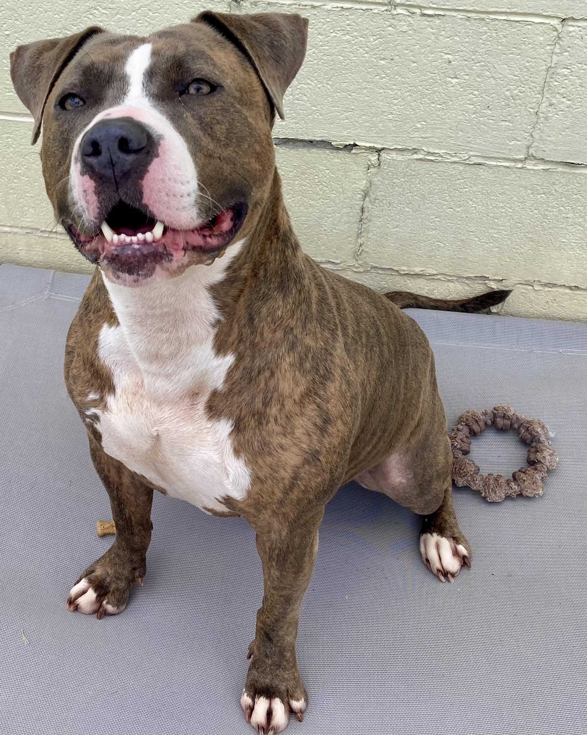 Aries, an adoptable Pit Bull Terrier in Sandusky, MI, 48471 | Photo Image 3
