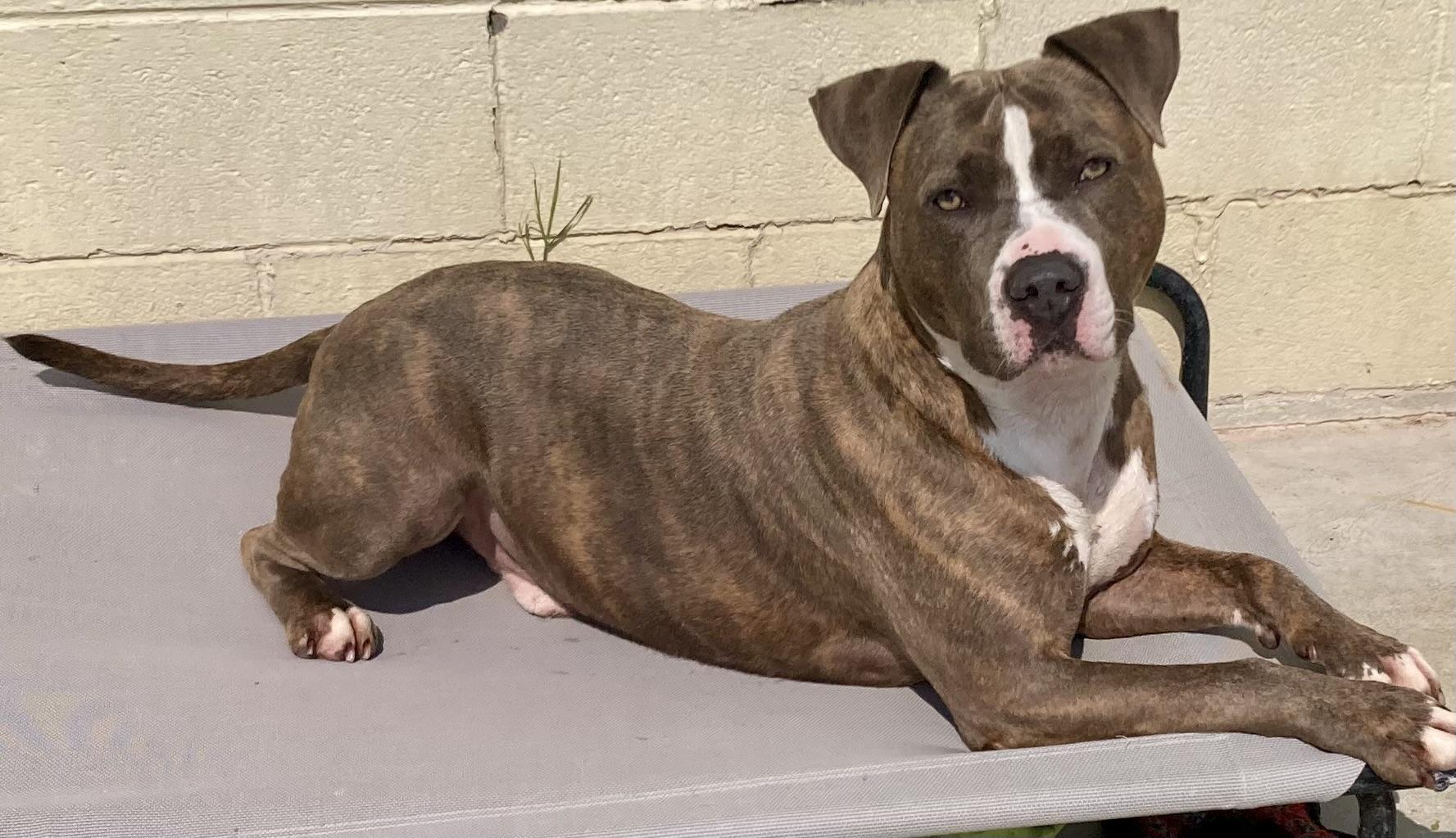 Aries, a Adoptable Pit Bull Terrier image 4/6