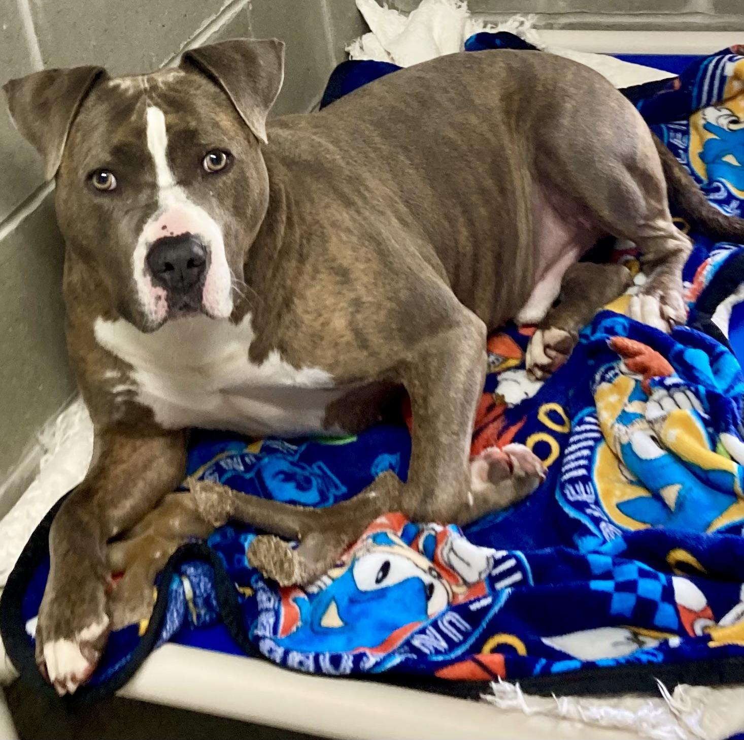 Aries, Adoptable, Adult Male Pit Bull Terrier.