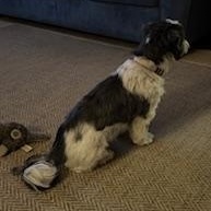 Enlarge Lily, a Adopted Shih Tzu in Saint Louis, MO image 1/2