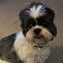 Enlarge Lily, a Adopted Shih Tzu in Saint Louis, MO image 2/2