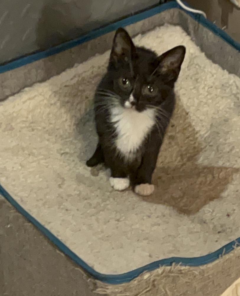 Wilma B., Adoptable, Kitten Female Domestic Short Hair.