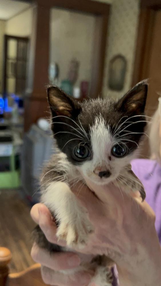 Wilma B., a Adoptable Domestic Short Hair in Peoria, IL image 2/2