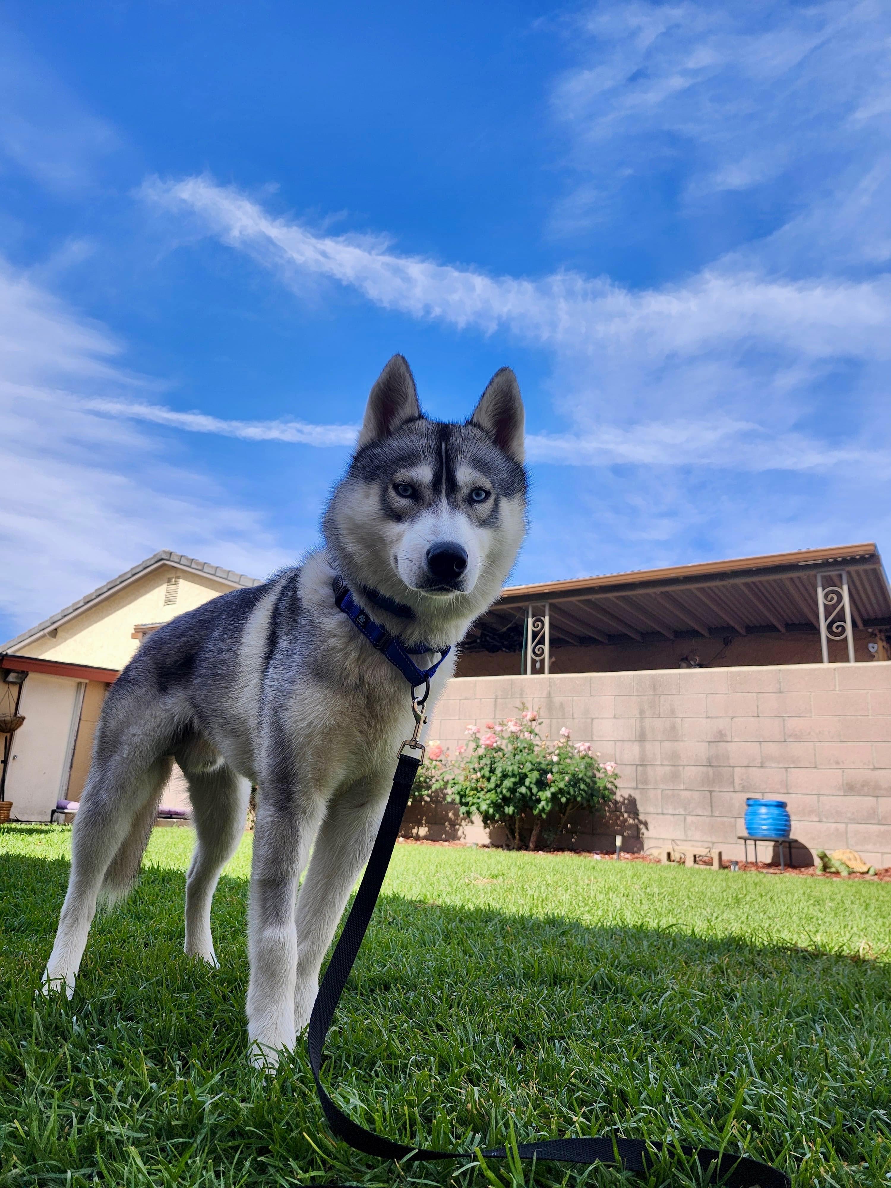Enlarge Luke Sky, a ADOPTABLE Husky in Torrance, CA image 5/6