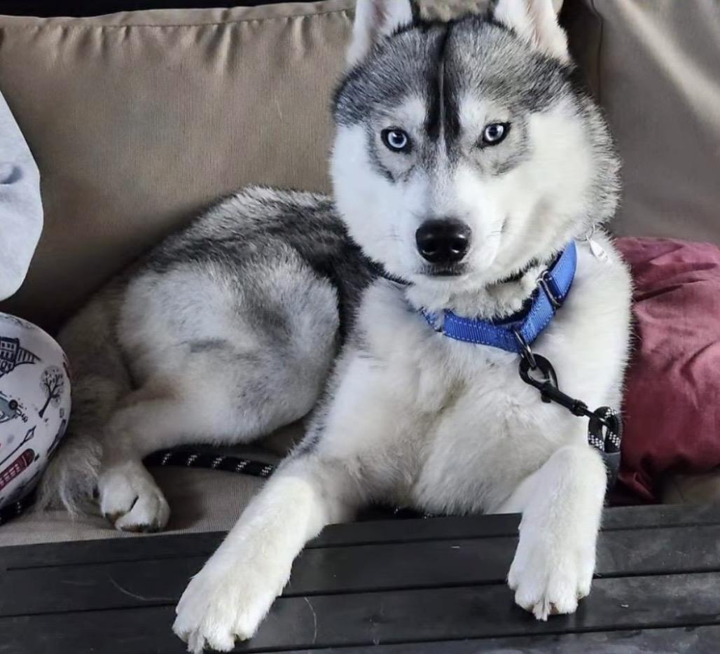 Luke Sky, ADOPTABLE, Young Male Husky.