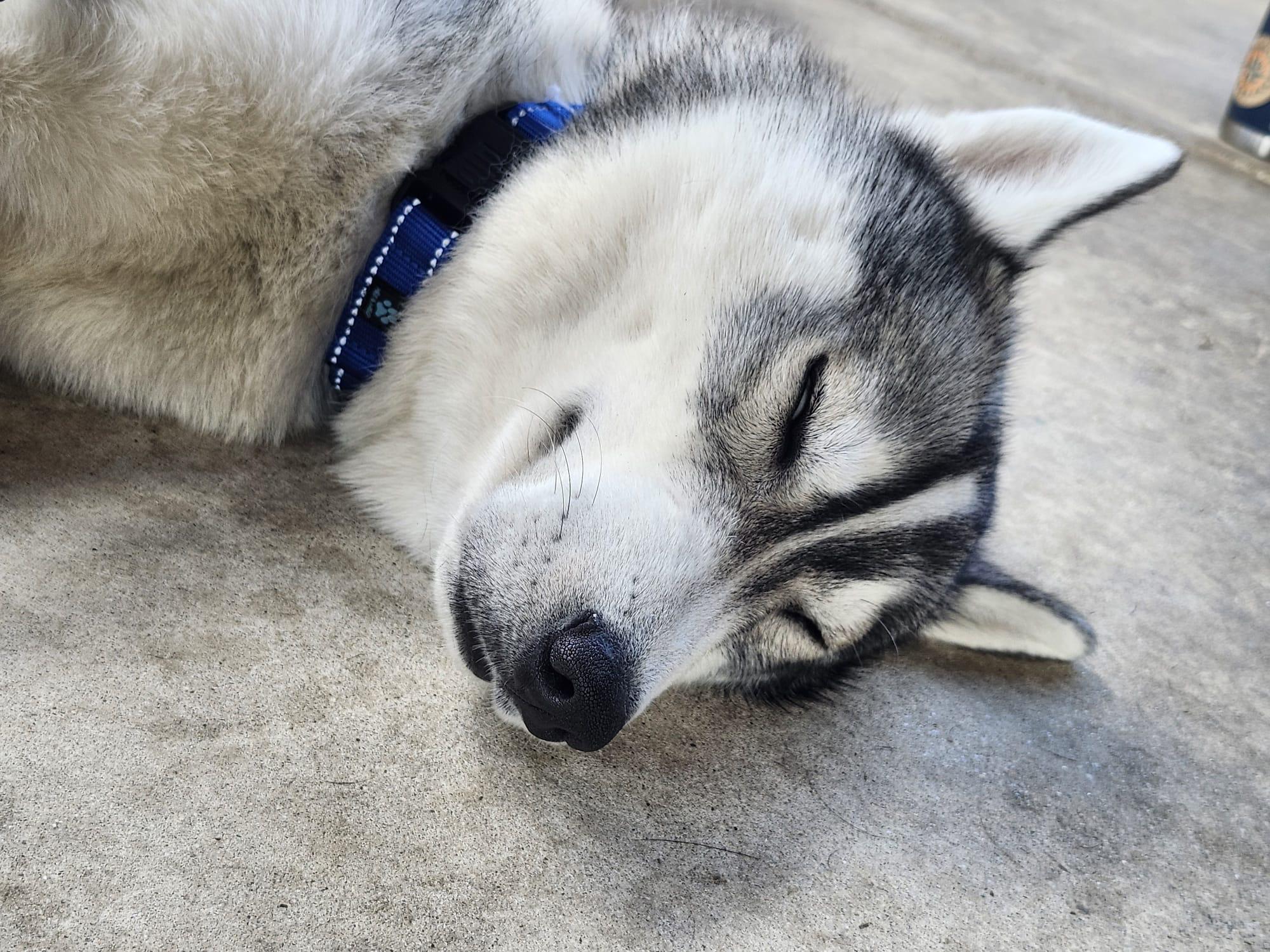 Enlarge Luke Sky, a ADOPTABLE Husky in Torrance, CA image 6/6