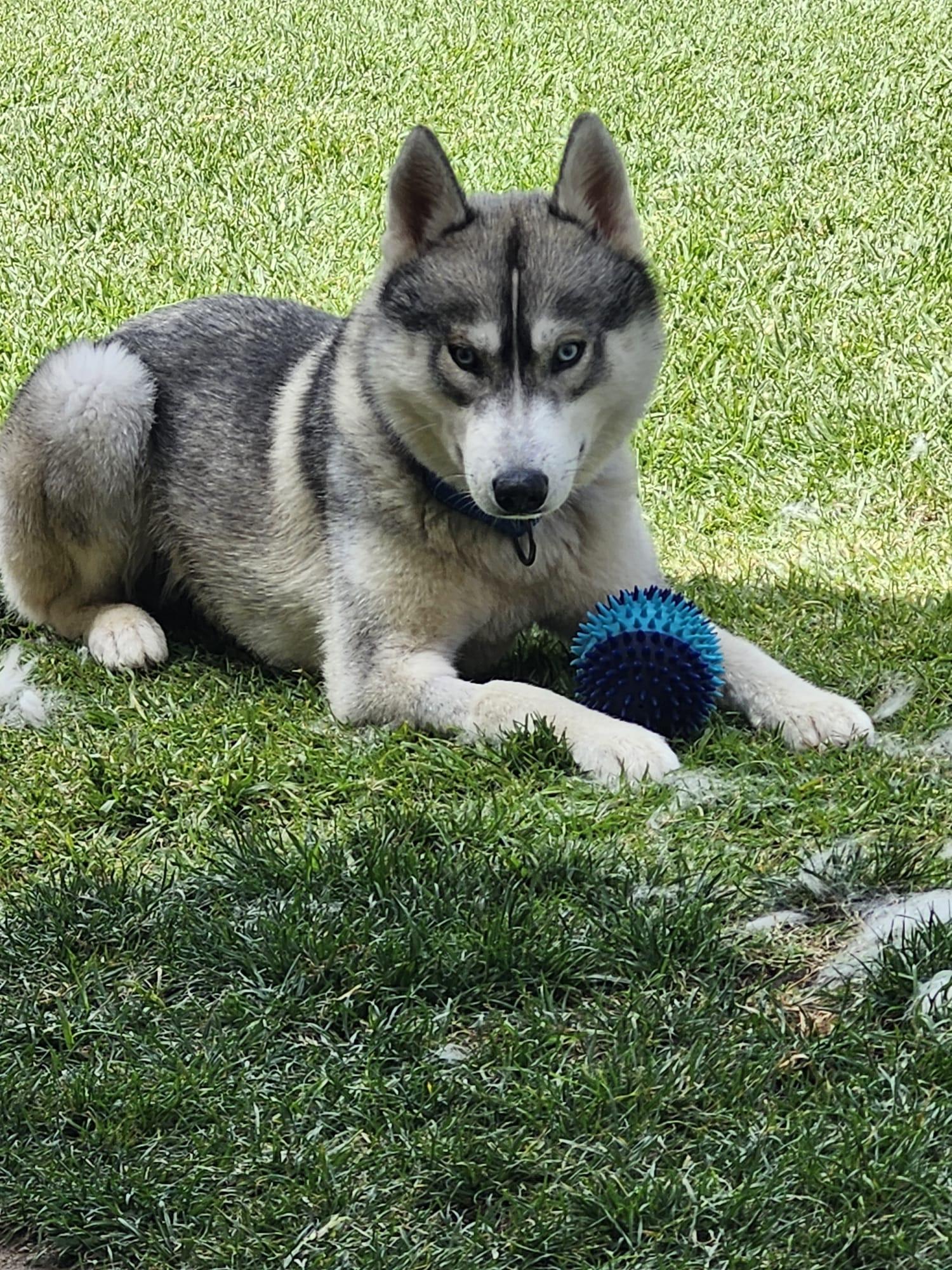 Enlarge Luke Sky, a ADOPTABLE Husky in Torrance, CA image 4/6