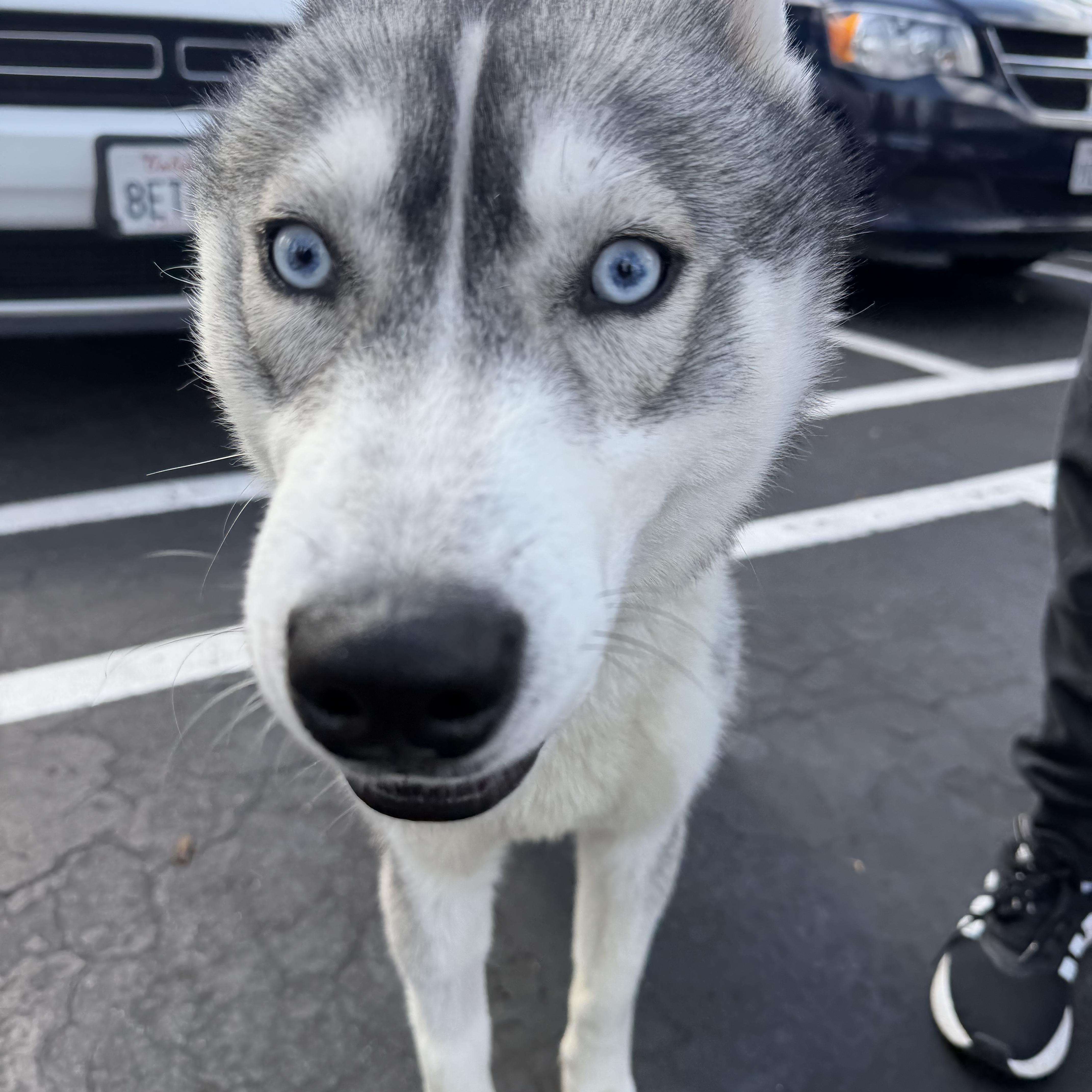 Enlarge Luke Sky, a ADOPTABLE Husky in Torrance, CA image 2/6