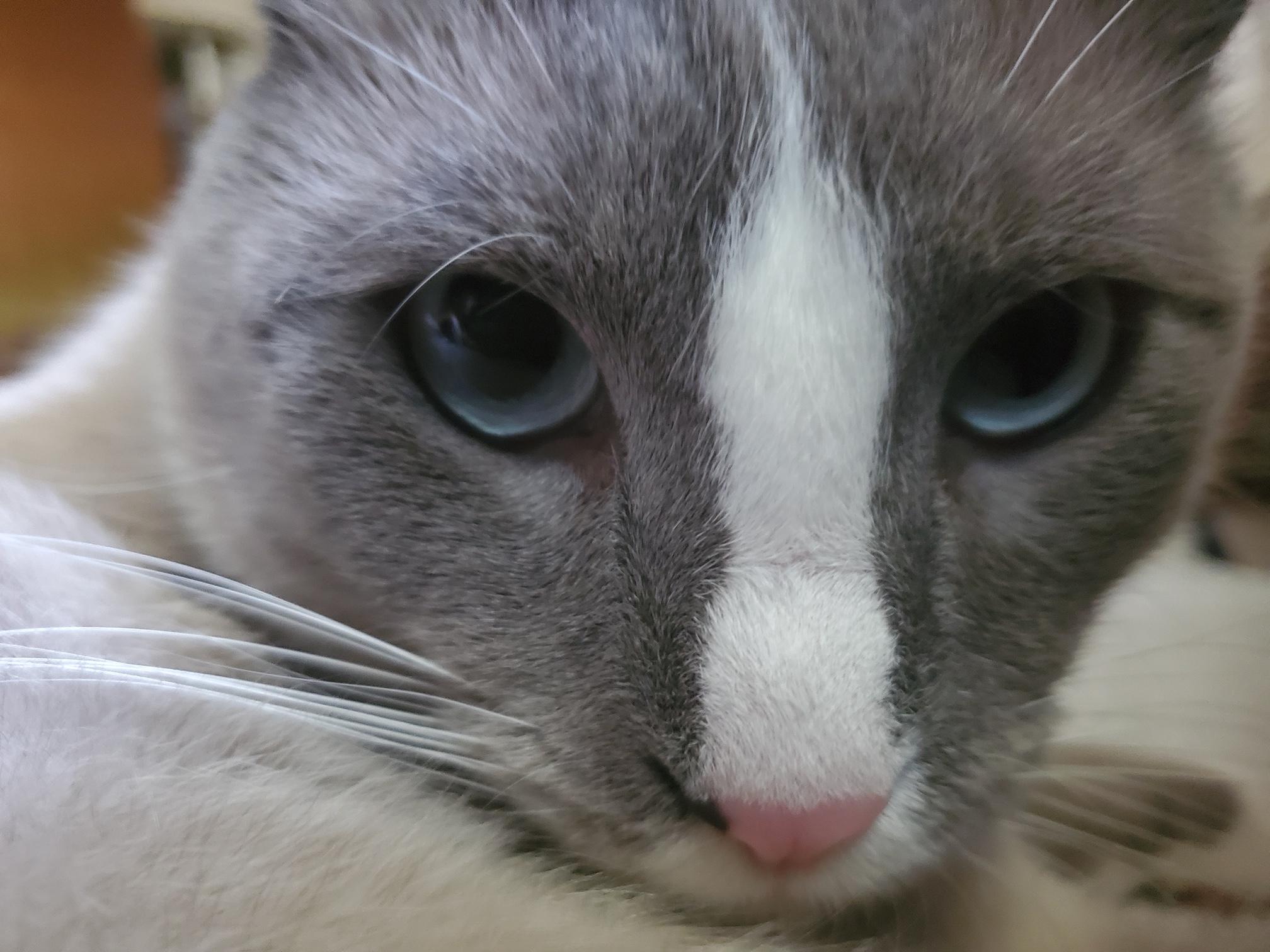 Kenzie, Adoptable, Adult Male Domestic Short Hair.