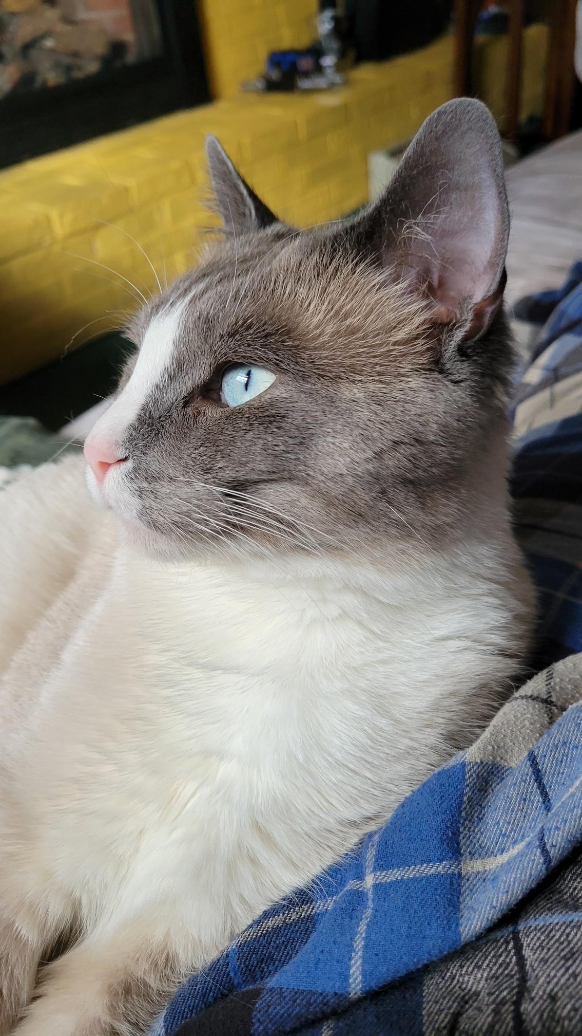 Enlarge Kenzie, a Adoptable Domestic Short Hair in Washington Grove, MD image 2/4