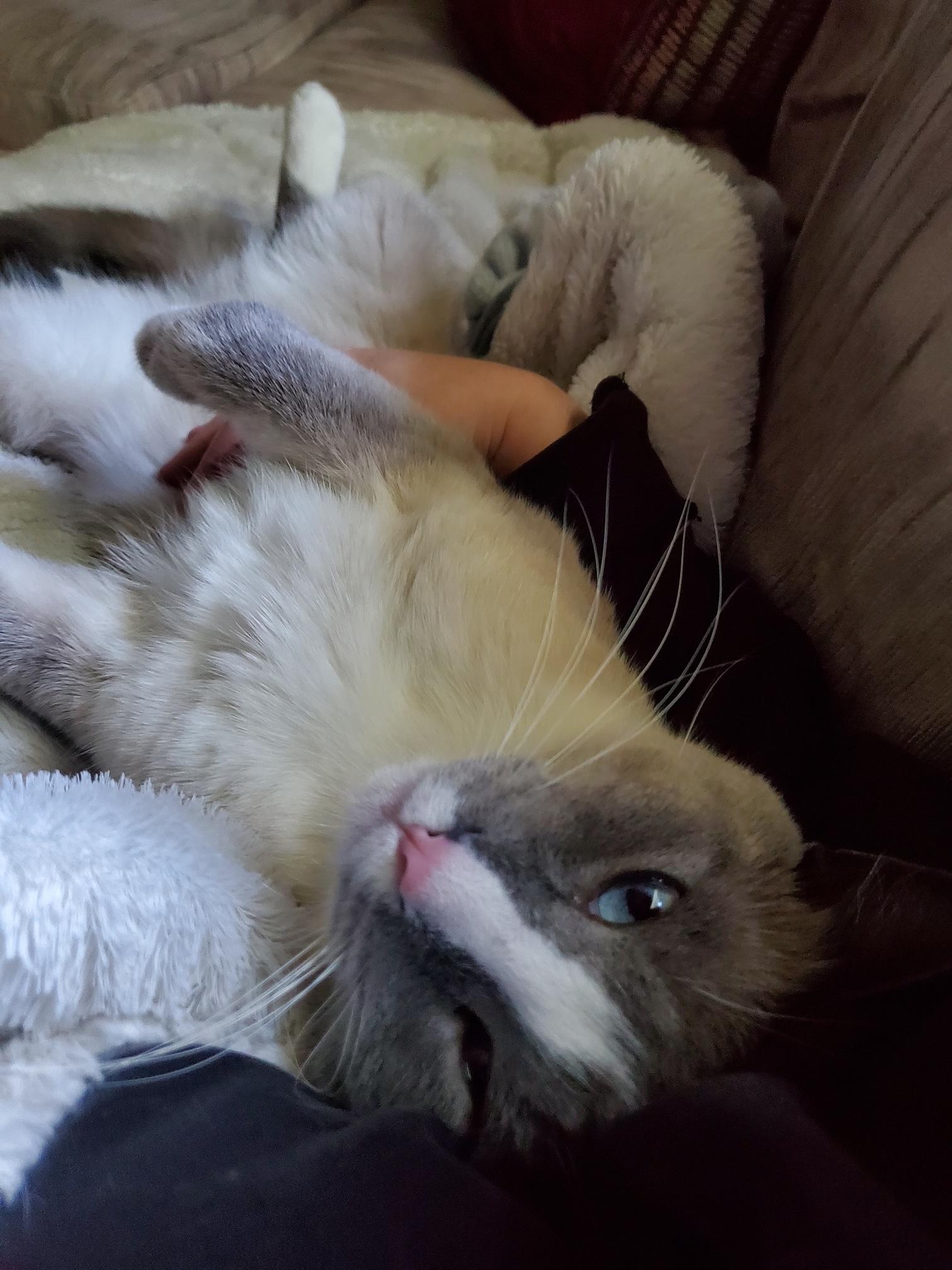 Enlarge Kenzie, a Adoptable Domestic Short Hair in Washington Grove, MD image 3/4