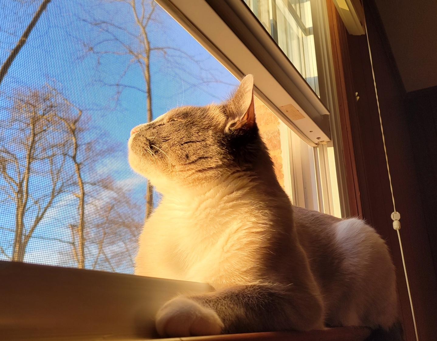 Enlarge Kenzie, a Adoptable Domestic Short Hair in Washington Grove, MD image 4/4