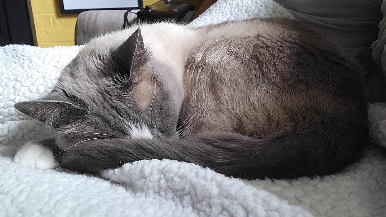 Enlarge Kenzie, a Adoptable Domestic Short Hair in Washington Grove, MD image 5/5