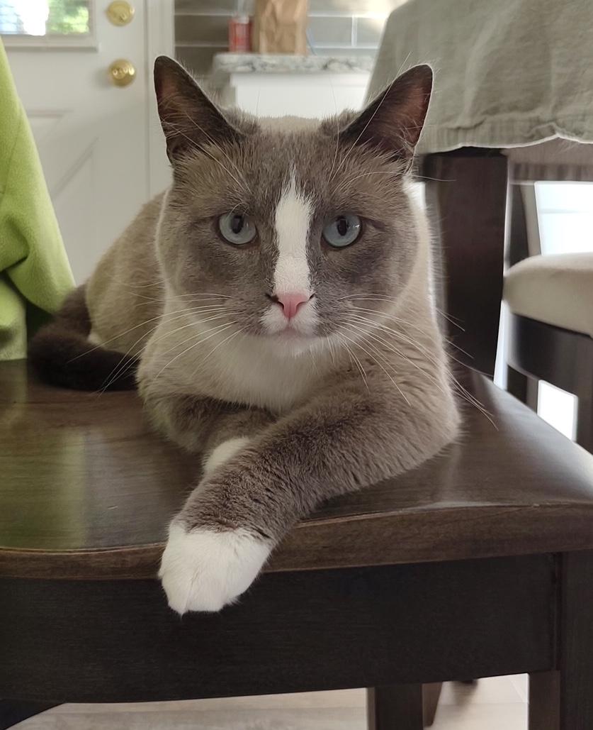 Kenzie, Adoptable, Adult Male Domestic Short Hair.