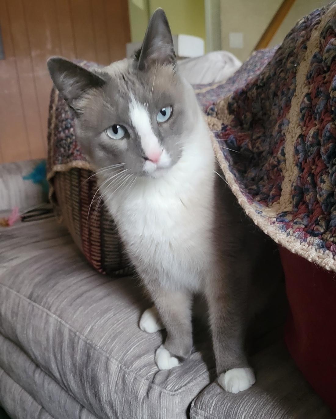 Enlarge Kenzie, a Adoptable Domestic Short Hair in Washington Grove, MD image 3/5