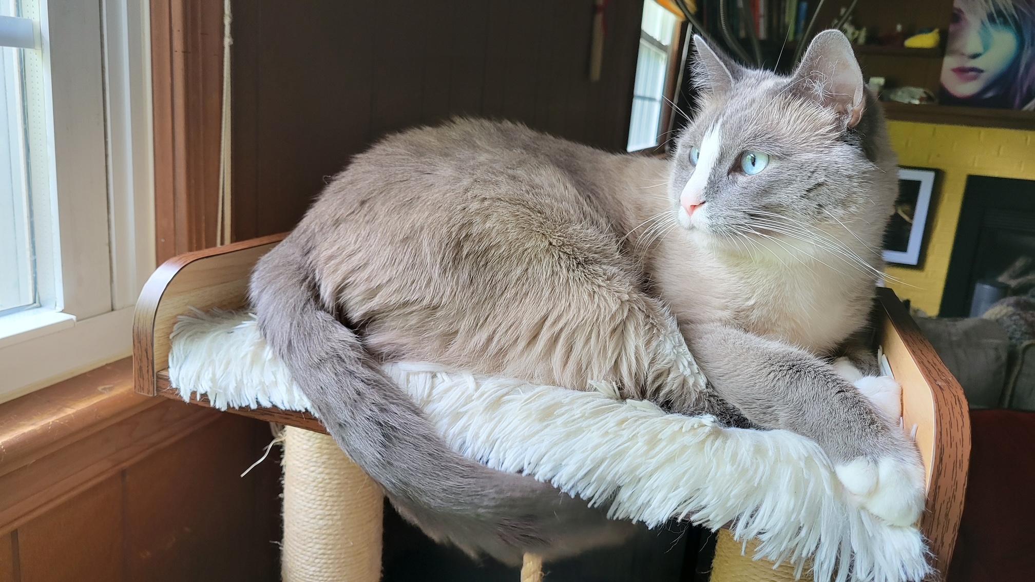 Enlarge Kenzie, a Adoptable Domestic Short Hair in Washington Grove, MD image 4/5