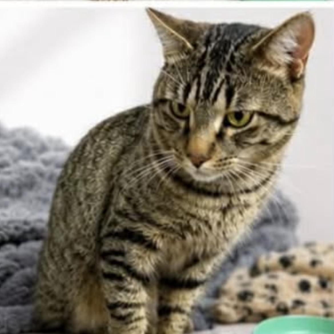 Enlarge Zoro, a ADOPTABLE Domestic Short Hair in Montreal, QC image 3/3