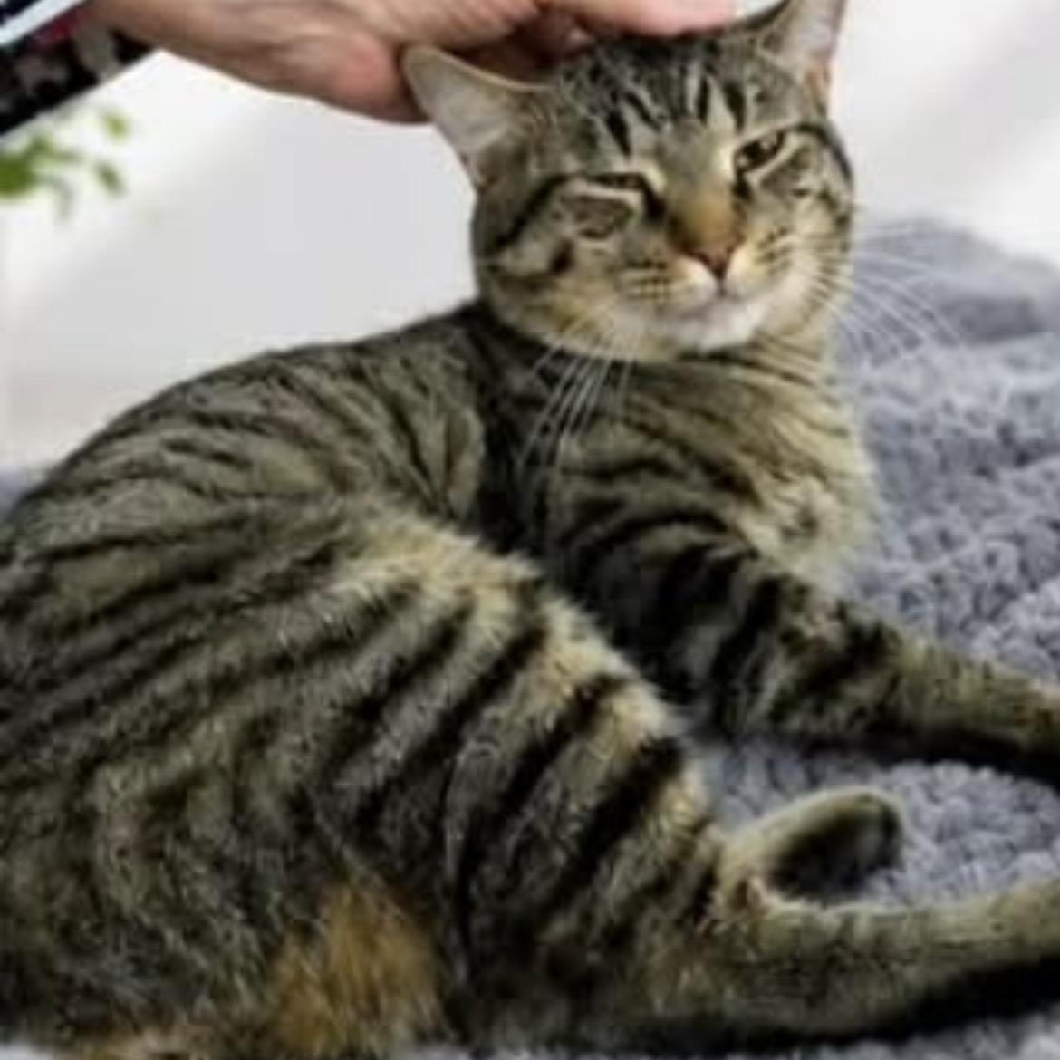 Enlarge Zoro, a ADOPTABLE Domestic Short Hair in Montreal, QC image 2/3