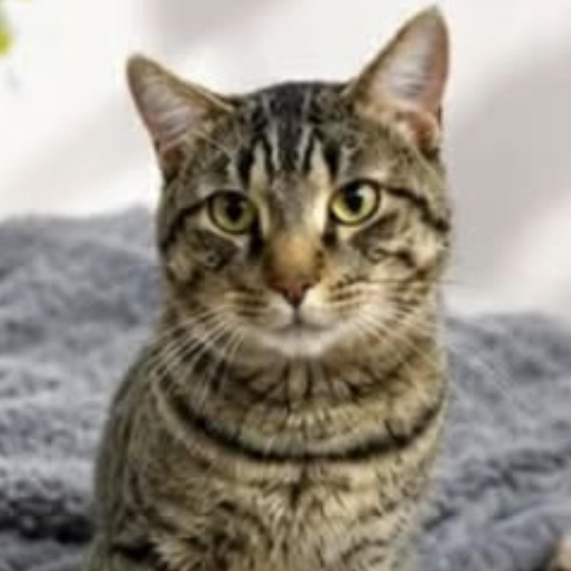 Enlarge Zoro, a ADOPTABLE Domestic Short Hair in Montreal, QC image 1/3