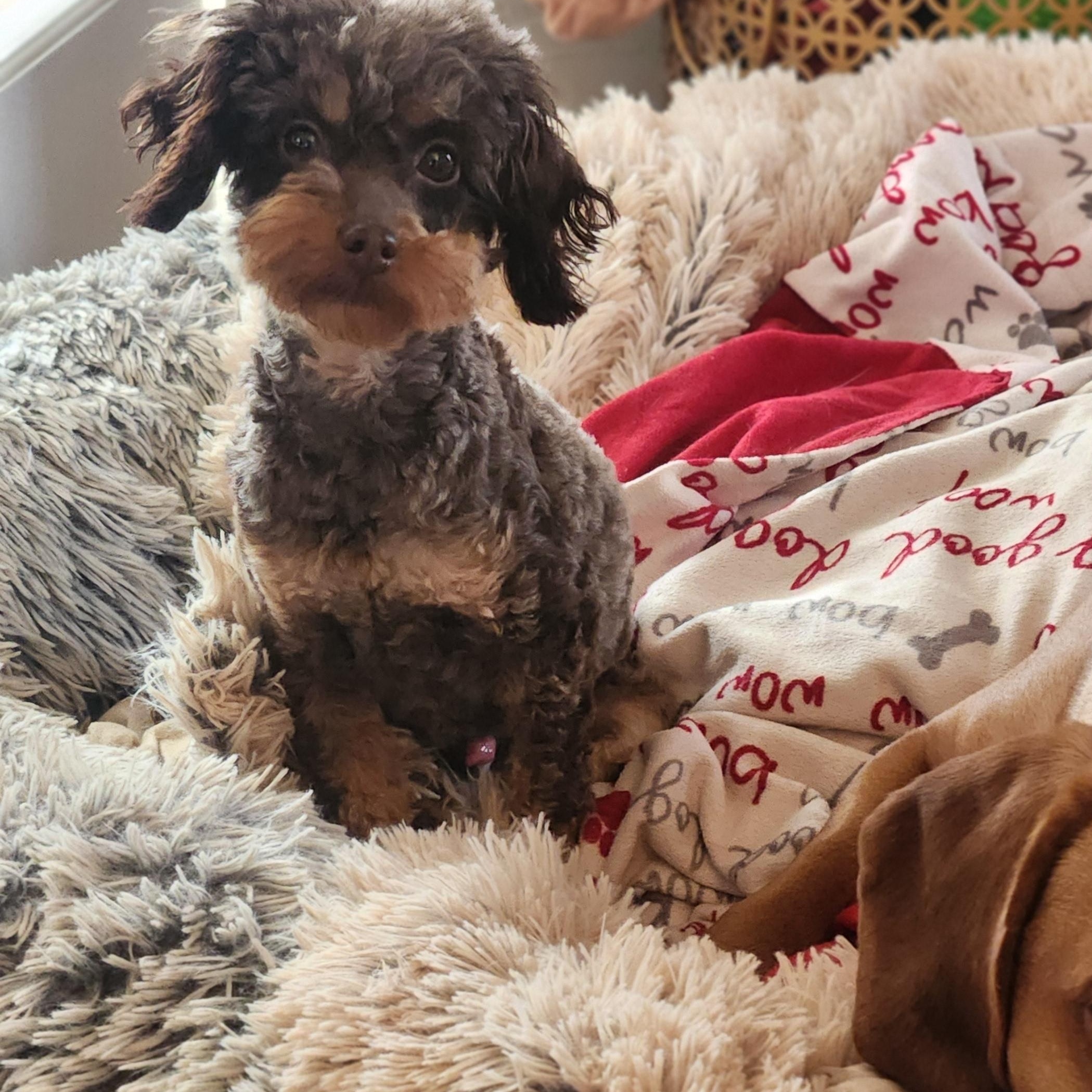 Gingerbread, an adopted mixed breed in Cincinnati, OH image 2/4