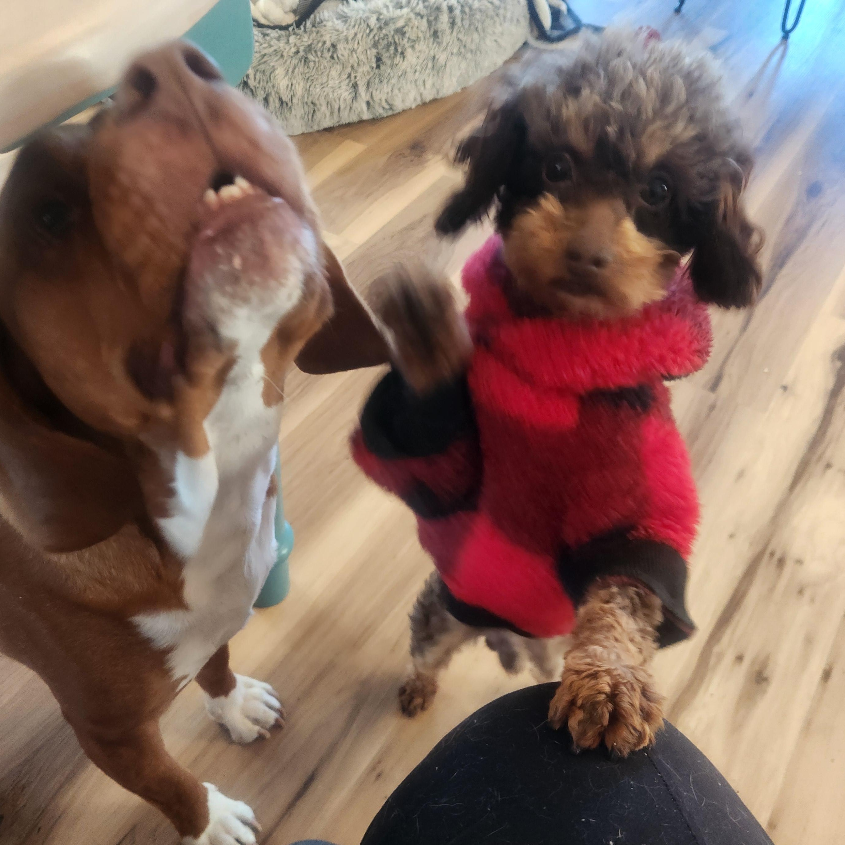 Gingerbread, an adopted mixed breed in Cincinnati, OH image 4/4