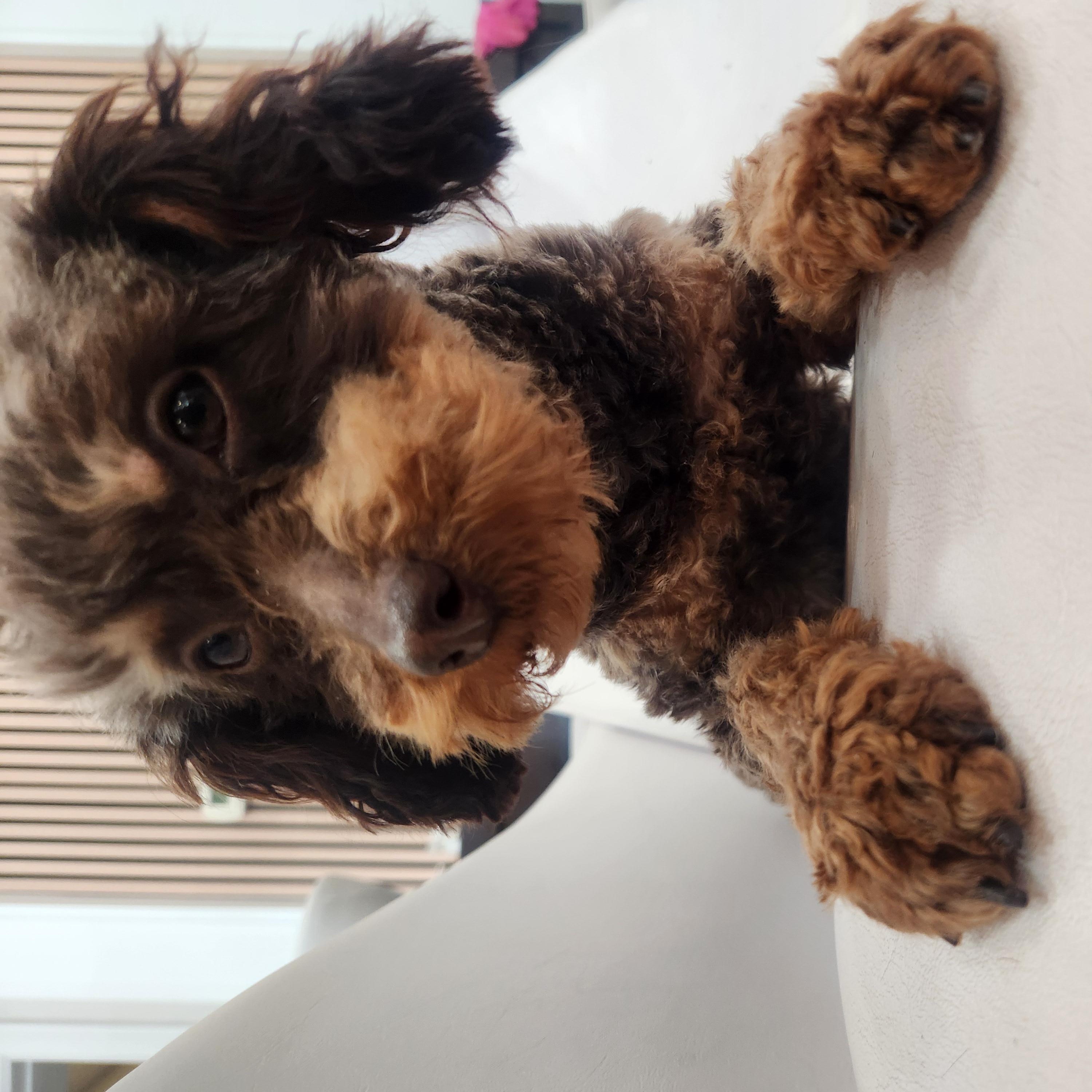 Gingerbread, an adopted mixed breed in Cincinnati, OH image 3/4