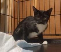 Enlarge Max, a Adoptable Domestic Short Hair in Liverpool, TX image 1/4