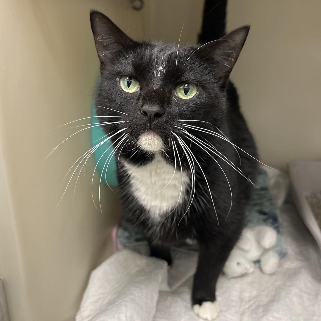 Dillon, a Adoptable Domestic Short Hair in Zanesville, OH image 2/2