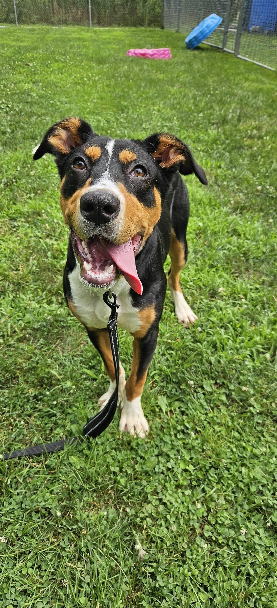 Jasper, Adoptable, Young Male Shepherd & Hound.
