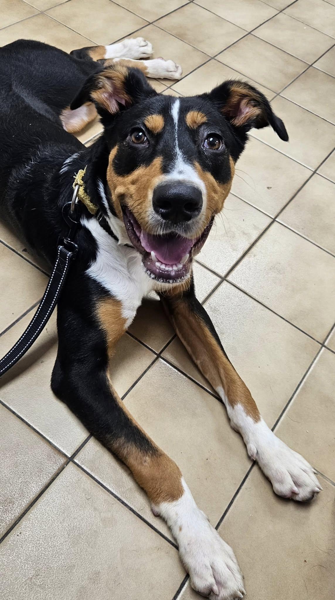 Jasper, a Adoptable mixed breed in New Castle, PA image 2/6