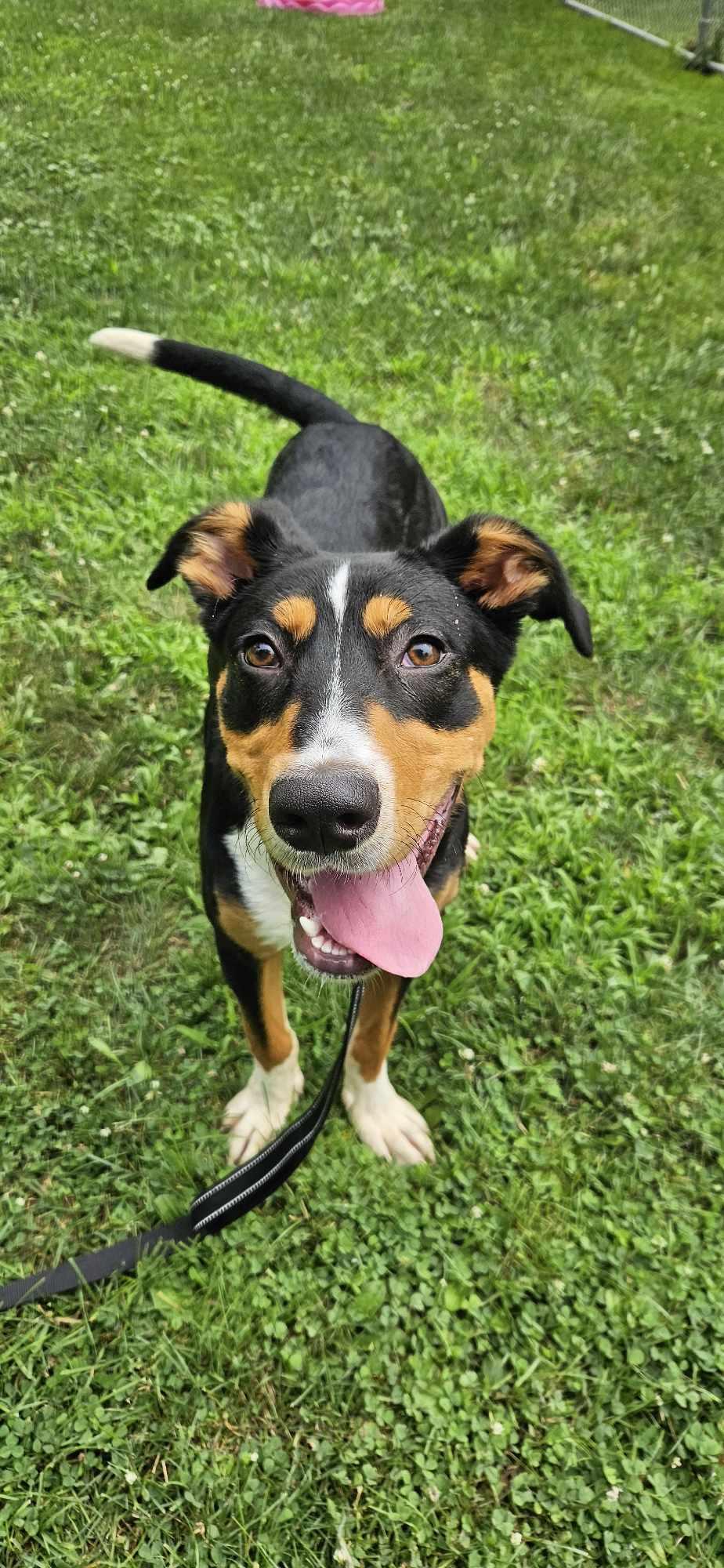Jasper, a Adoptable mixed breed in New Castle, PA image 3/6