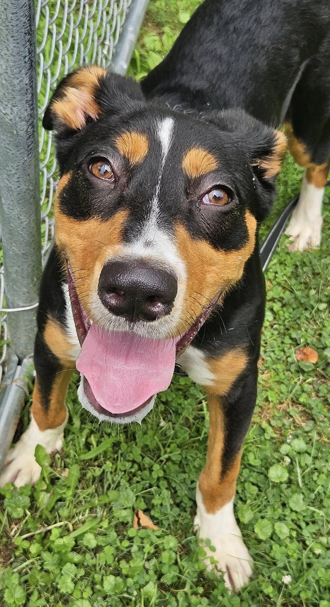 Jasper, a Adoptable mixed breed in New Castle, PA image 4/6