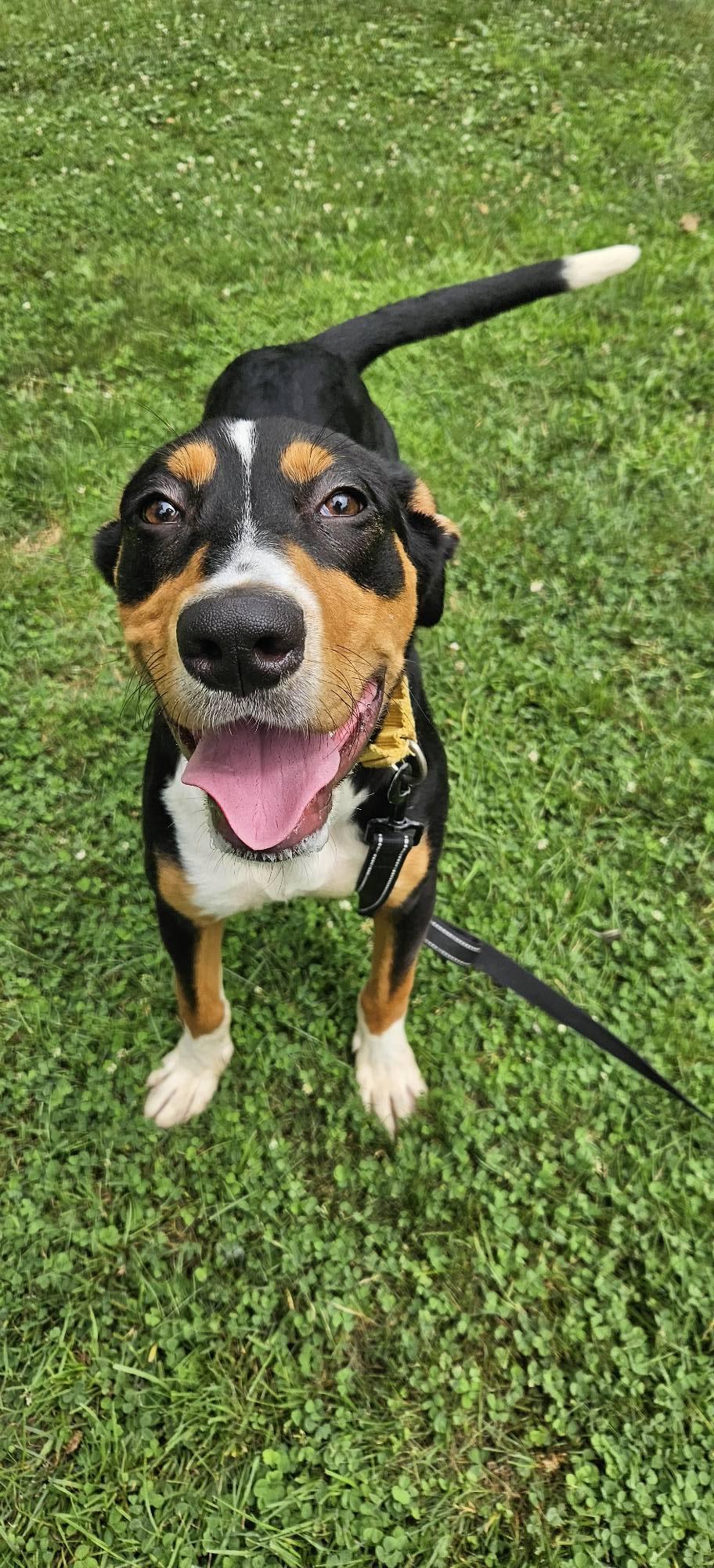 Jasper, a Adoptable mixed breed in New Castle, PA image 5/6