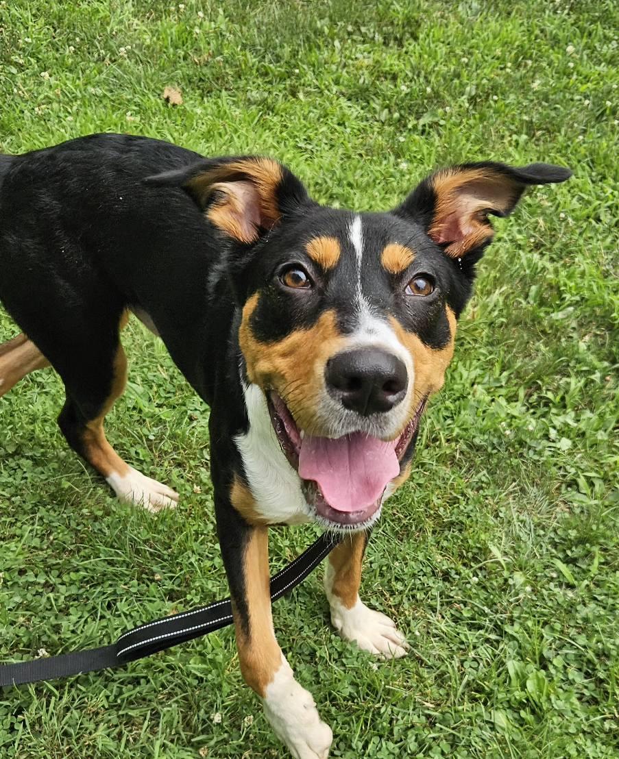 Jasper, a Adoptable mixed breed in New Castle, PA image 6/6