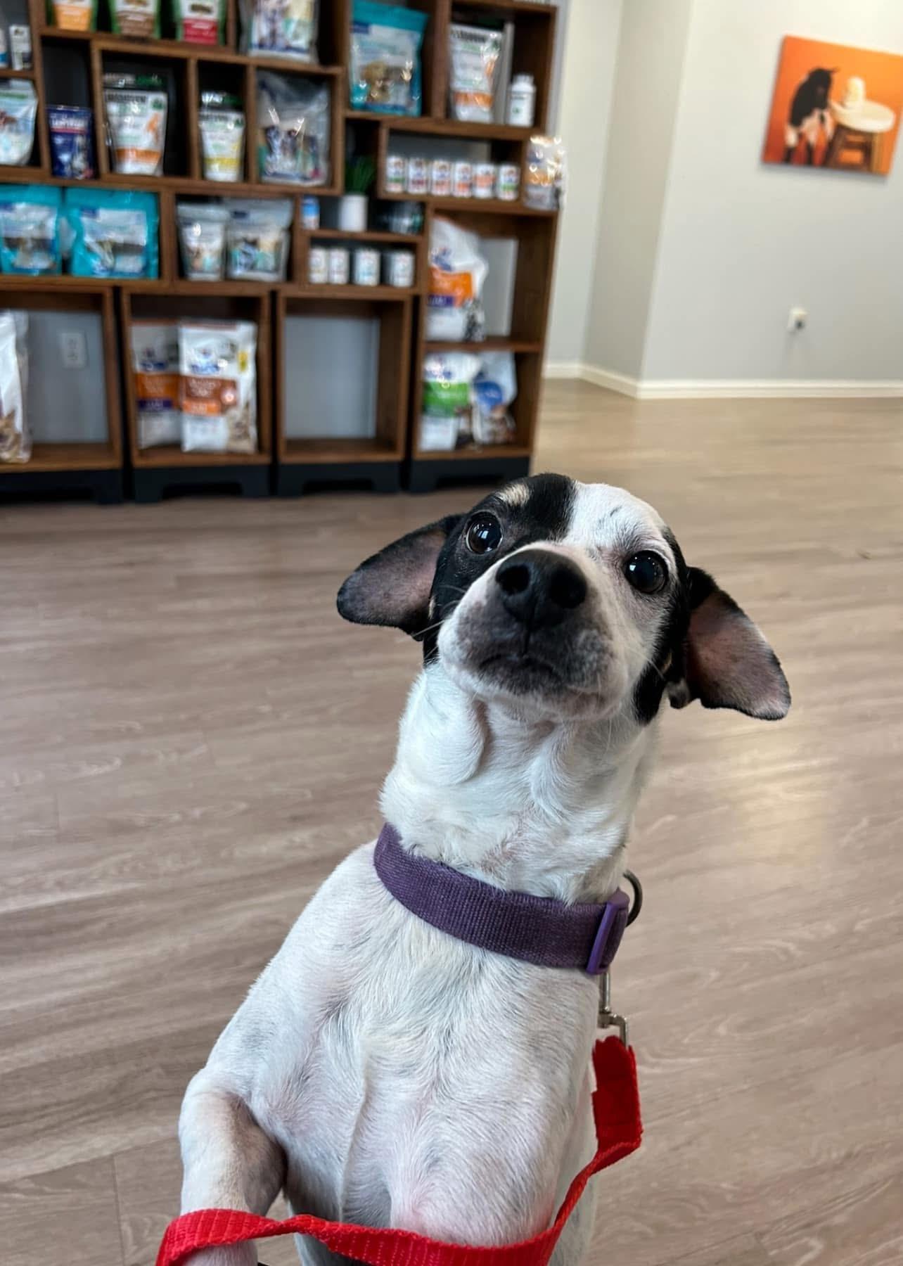 Trevor, Adopted, Adult Male Mixed Breed.