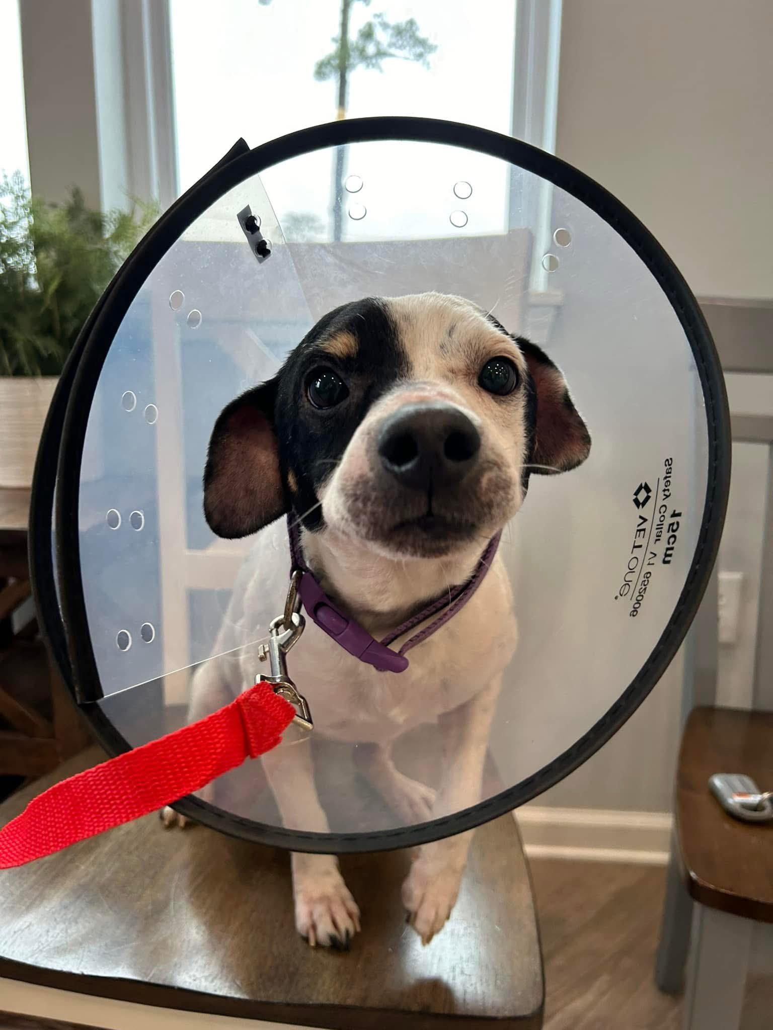 Trevor, a Adopted Mixed Breed in Hot Springs, AR image 2/2